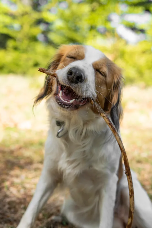 API, chienne de Rita, comportementaliste canin basée à Strasbourg